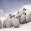 Huddle - Emperor Penguin Chicks - Snow Hill, Antarctica