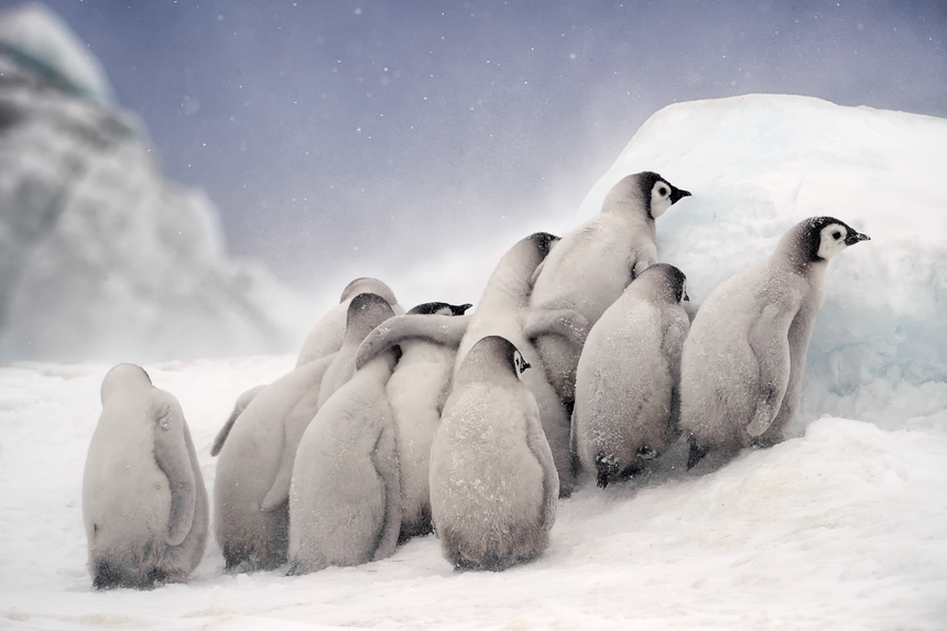 Huddle - Emperor Penguin Chicks - Snow Hill, Antarctica