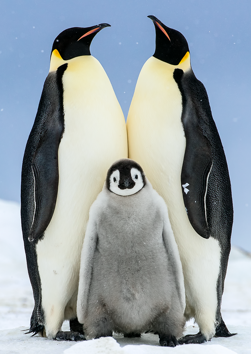 Family (Vertical) - Emperor Penguin Chick with Parents - Snow Hill, Antarctica