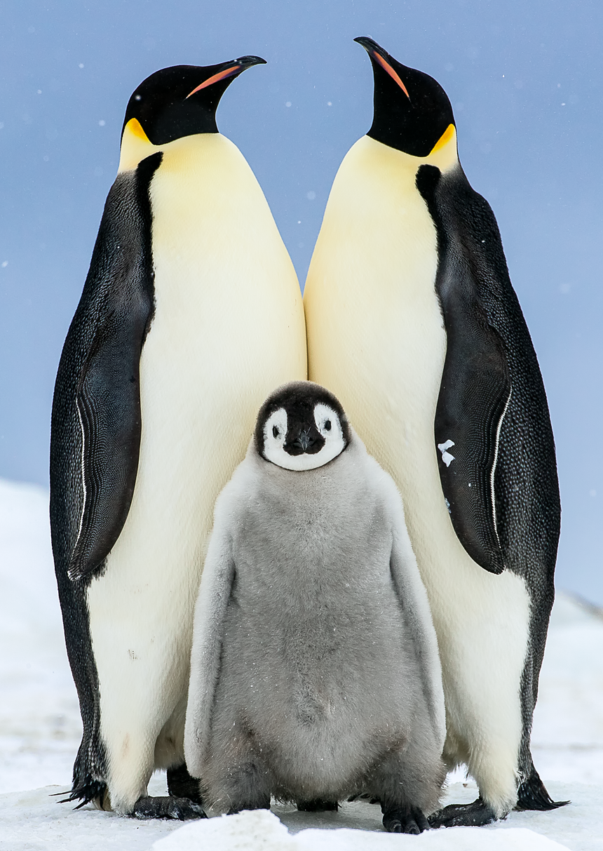 Family (Vertical) - Emperor Penguin Chick with Parents - Snow Hill, Antarctica
