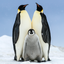 Family (Horizontal) - Emperor Penguin Chick with Parents - Snow Hill, Antarctica