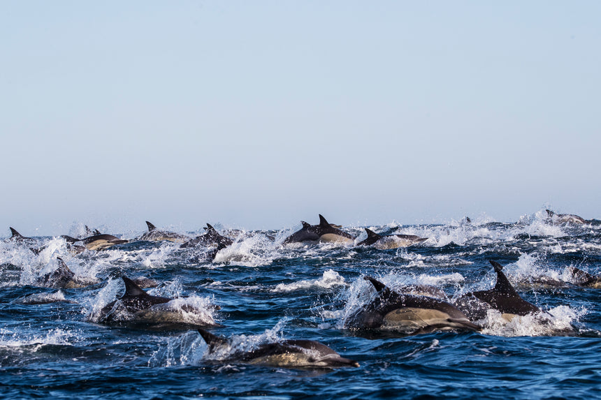 Stampede - Port Saint John's, South Africa