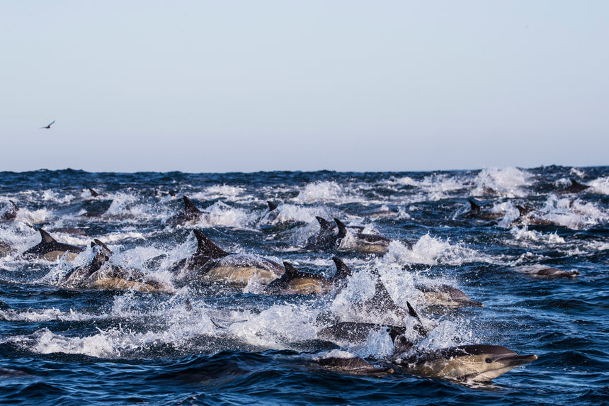 Stampede Part Two - Port Saint John's, South Africa