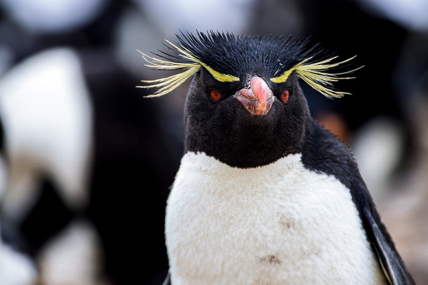 Rockhopper Penguin Portrait - Falkland Islands