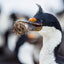 Blue Eye Shag Portrait - Falkland Islands