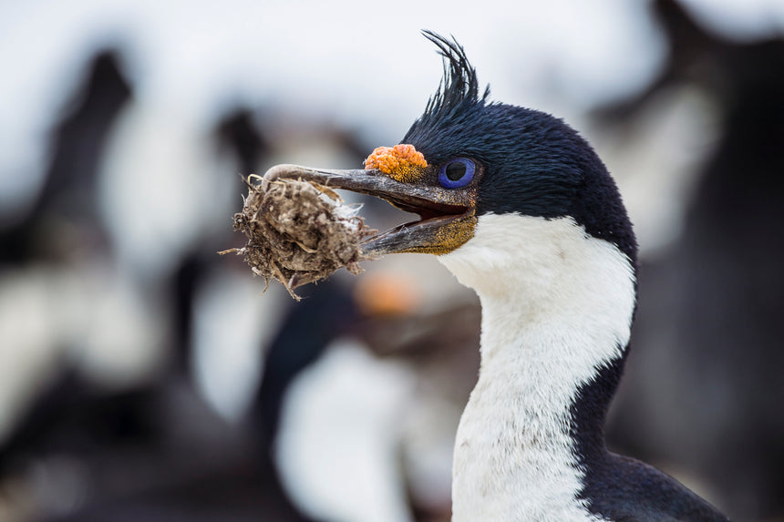 Blue Eye Shag Portrait - Falkland Islands