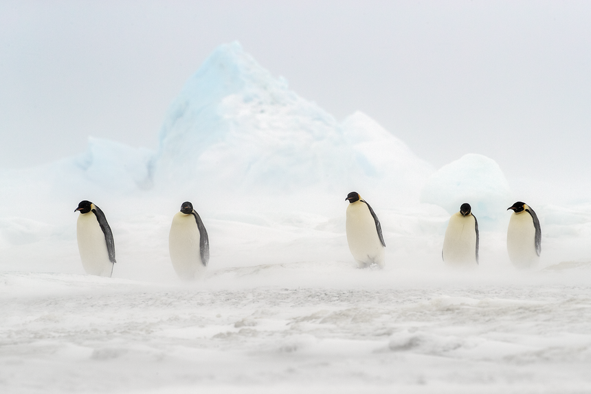 We Will Make It - Emperor Penguins - Snow Hill, Antarctica