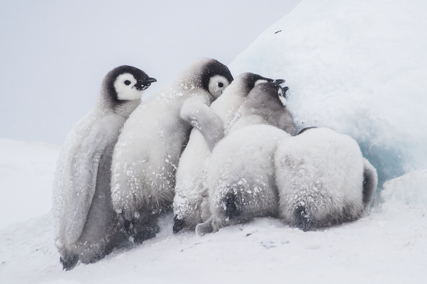 Huddle Closer - Emperor Penguin Chicks - Snow Hill, Antarctica