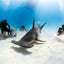 Hammerhead Shark with Divers- Bimini, Bahamas