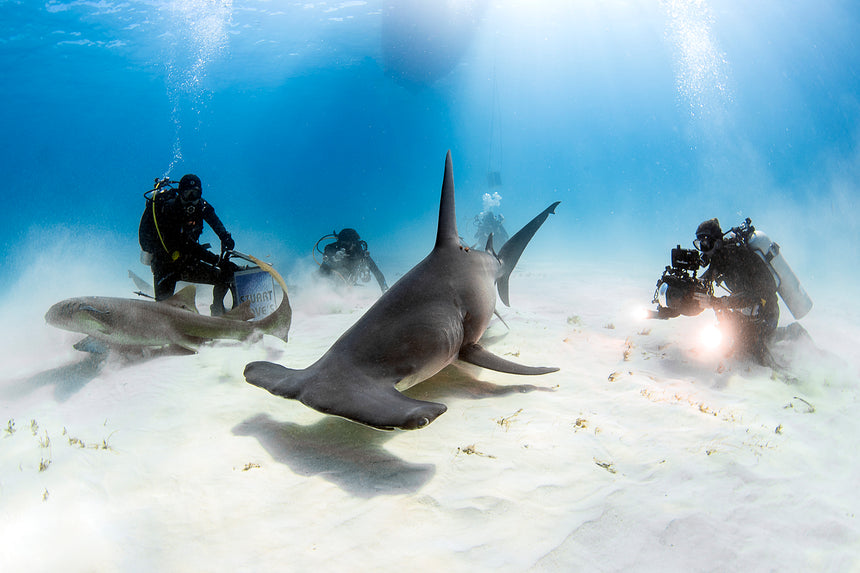 Hammerhead Shark with Divers- Bimini, Bahamas