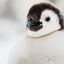 Waiting - Emperor Penguin Chick - Snow Hill, Antarctica