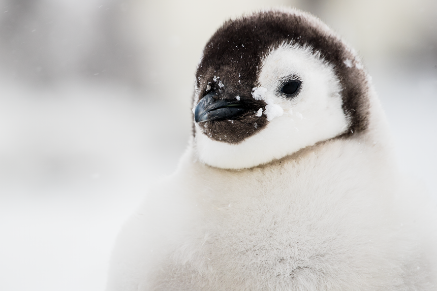 Waiting - Emperor Penguin Chick - Snow Hill, Antarctica