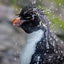 Waterfall Rockhopper Penguin - Falkland Islands