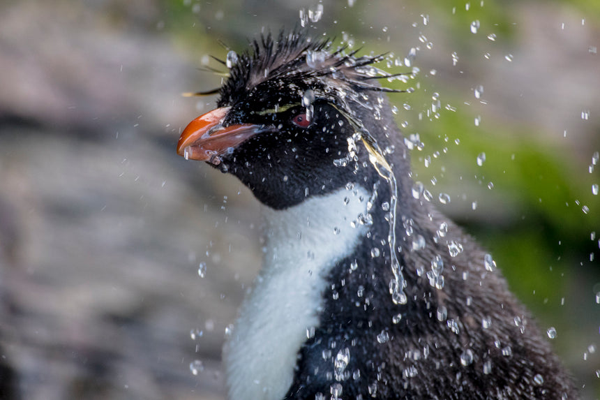 Waterfall Rockhopper Penguin - Falkland Islands