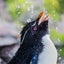 Waterfall Rockhopper Penguin ll - Falkland Islands