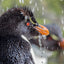 Waterfall Rockhopper Penguin lll - Falkland Islands