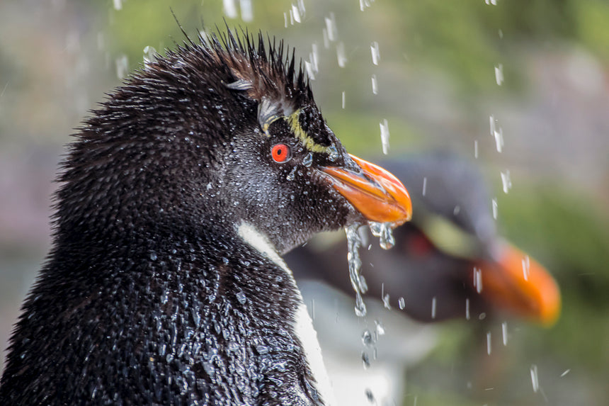 Waterfall Rockhopper Penguin lll - Falkland Islands