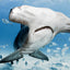 Face Off - Hammerhead Shark - Bimini, Bahamas