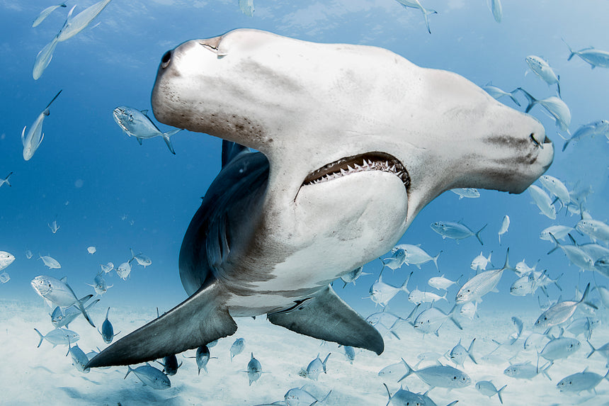 Face Off - Hammerhead Shark - Bimini, Bahamas