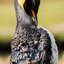 Molting King Penguin - Falkland Islands