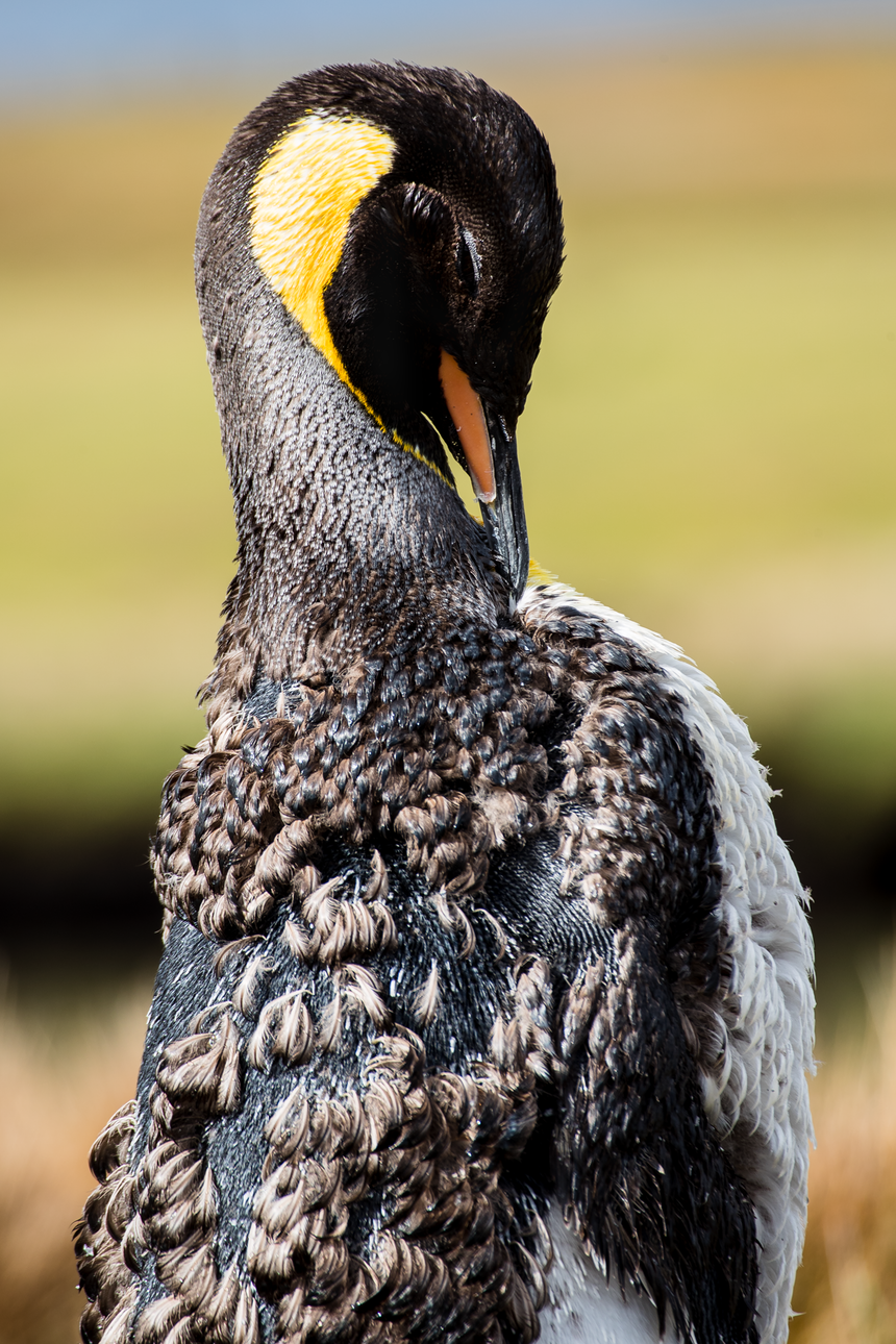 Molting King Penguin - Falkland Islands