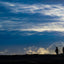 King Penguin Silhouette - Falkland Islands