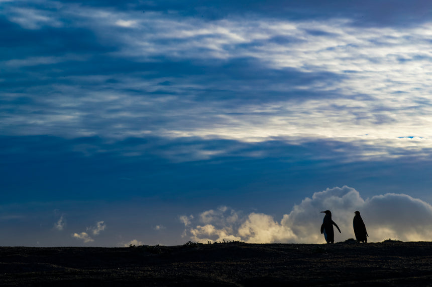 King Penguin Silhouette - Falkland Islands