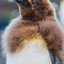 Molting King Penguin Chick - Falkland Islands