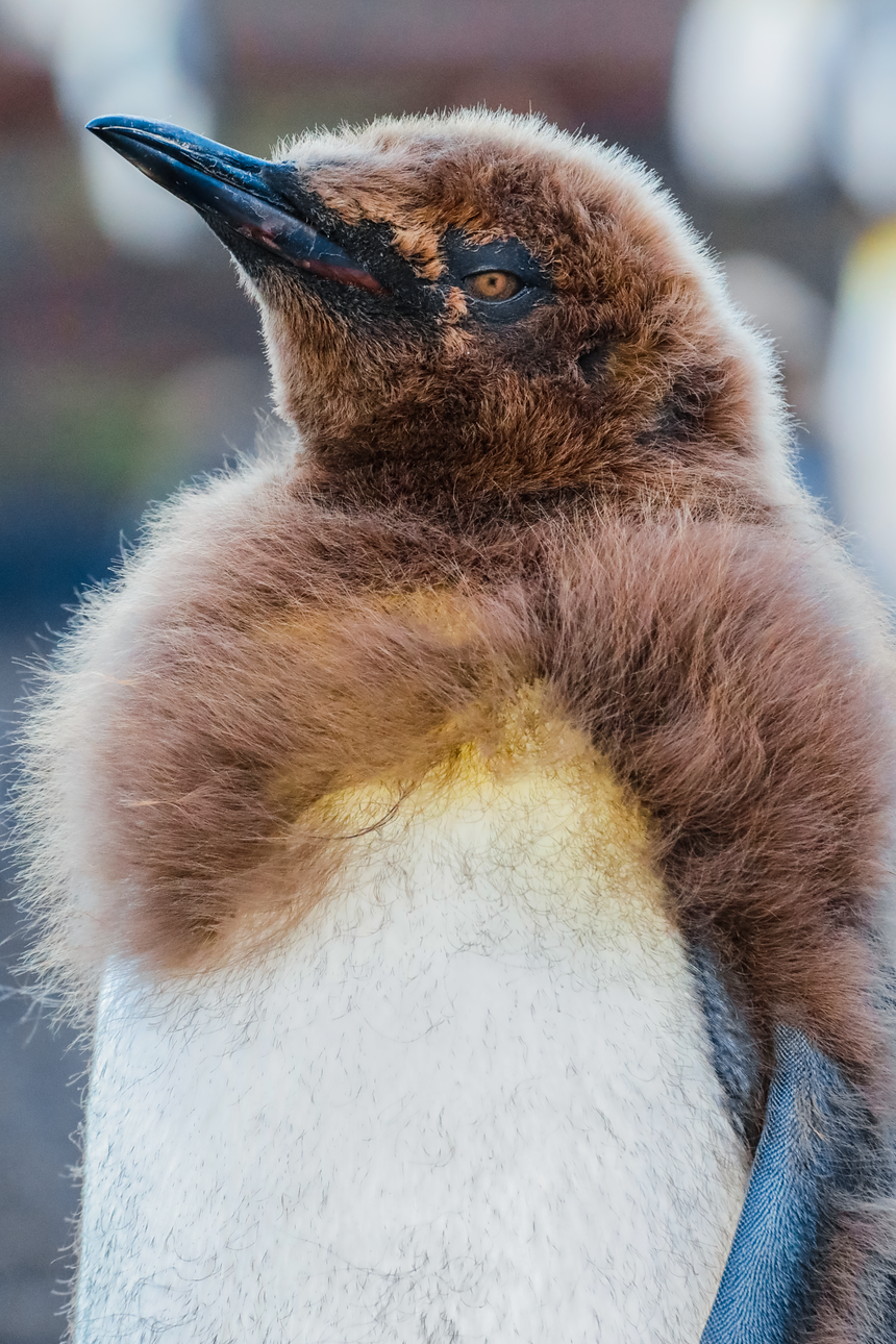 Molting King Penguin Chick - Falkland Islands