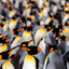 King Penguin Colony- Falkland Islands