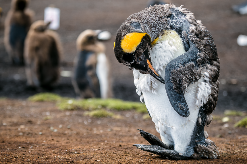 Molting King Penguin lll- Falkland Islands