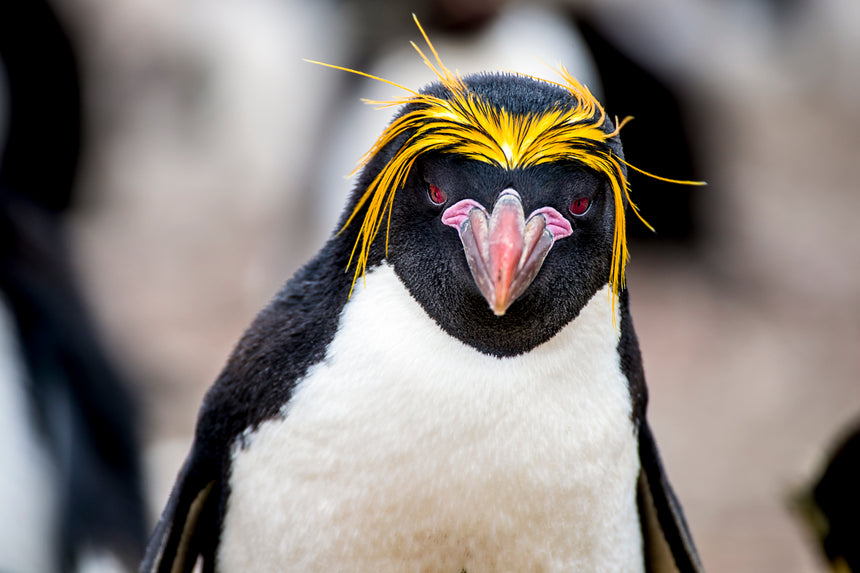 Macaroni Penguin- Falkland Islands