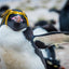 Macaroni Penguin ll- Falkland Islands