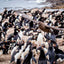 Taken - Rockhopper Colony - Falkland Islands