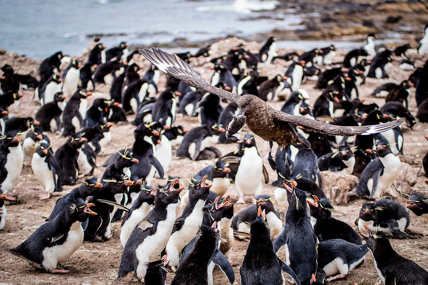 Waterfall Rockhopper Penguin lll - Falkland Islands