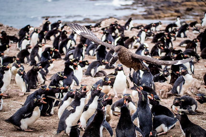 Taken - Rockhopper Colony - Falkland Islands