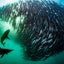 Shark Bait Ball ll - Port Saint Johns, South Africa - Sardine Run