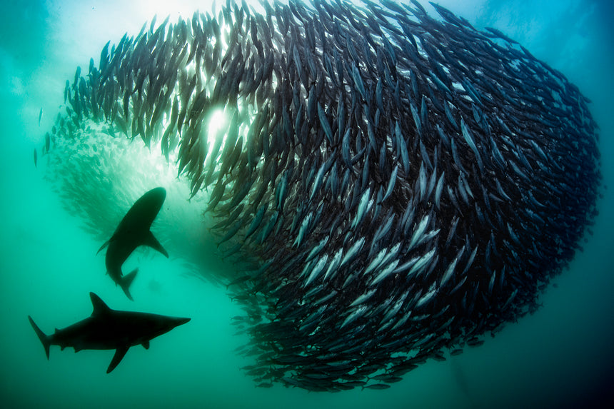 Shark Bait Ball ll - Port Saint Johns, South Africa - Sardine Run