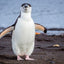 Chinstrap - Antarctica