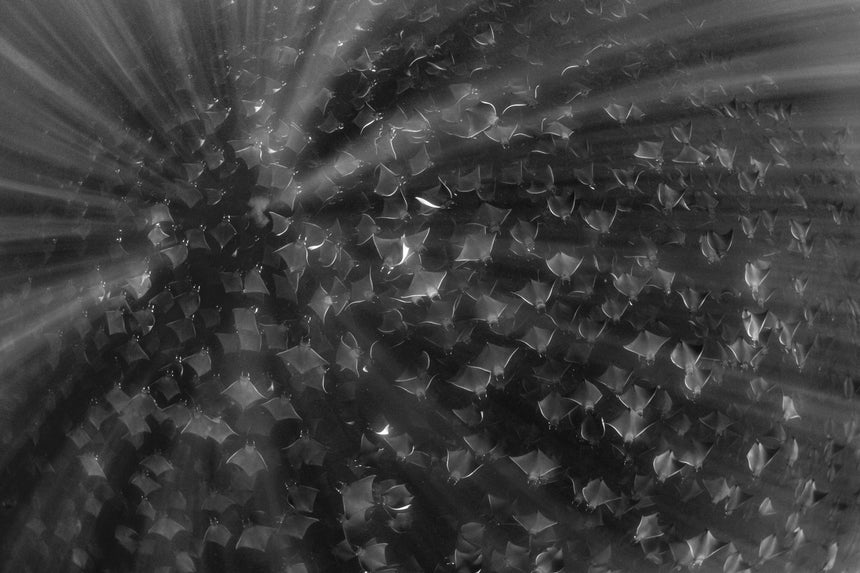 Rays in Light B&W - Baja, Mexico