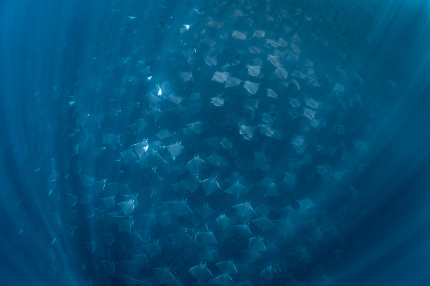 This Rays Color - Baja, Mexico