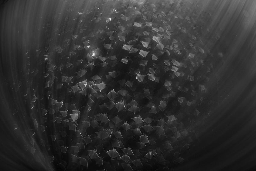 This Rays B&W - Baja, Mexico
