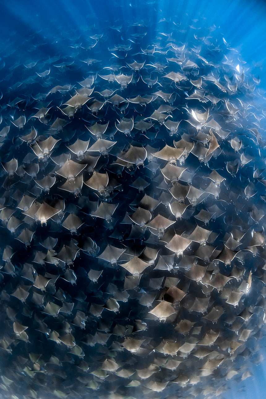 Through the Light - Baja, Mexico