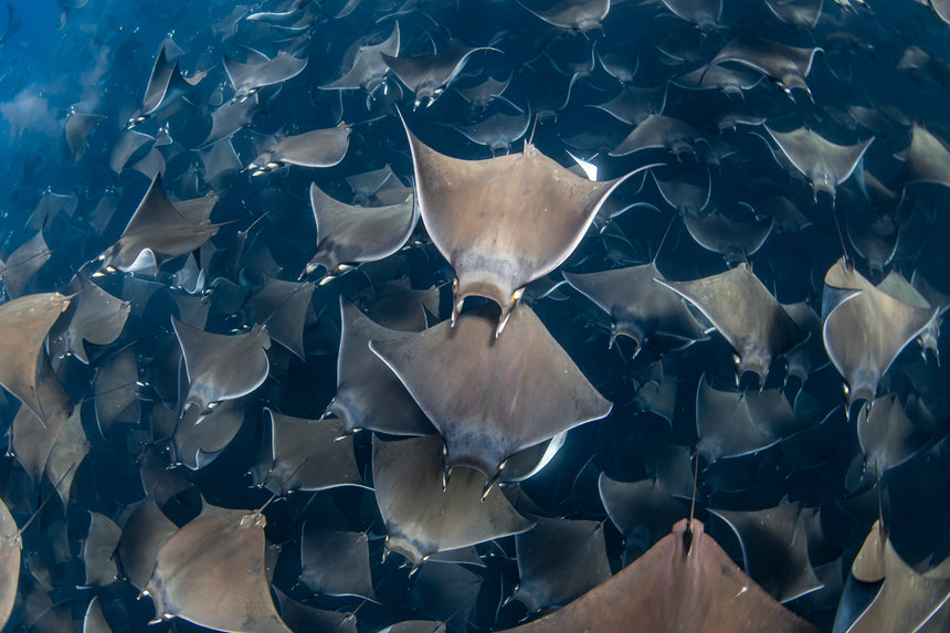 Out of My Way Color - Baja, Mexico