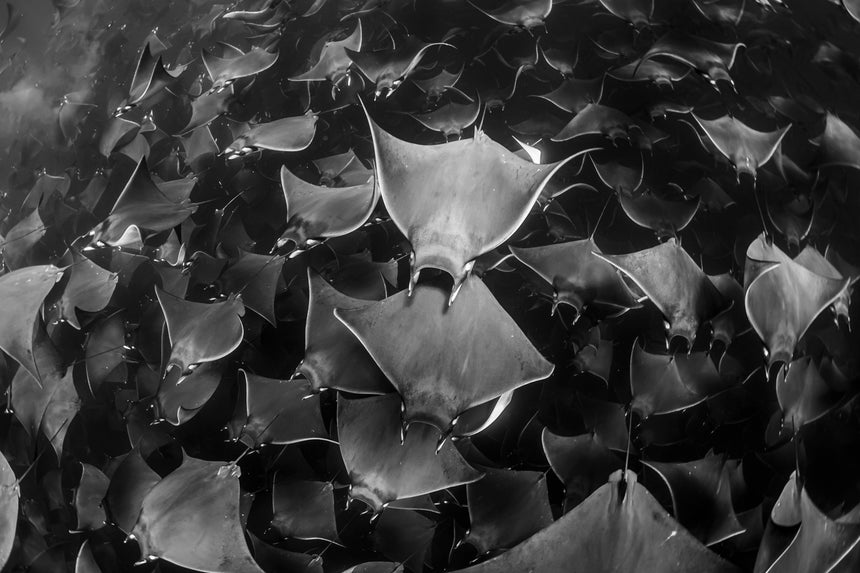 Copy of Out of My Way B&W - Baja, Mexico