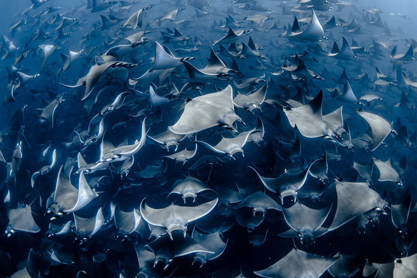 Mobula Ray Stampede Color - Baja, Mexico