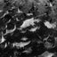 Mobula Ray Stampede B&W - Baja, Mexico