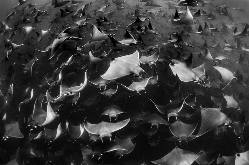 Mobula Ray Stampede B&W - Baja, Mexico