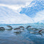 Gallop - Gentoo Penguins - Antarctica