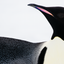 Portrait - Emperor Penguin - Snow Hill, Antarctica